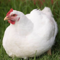 TurkeyTwizzer